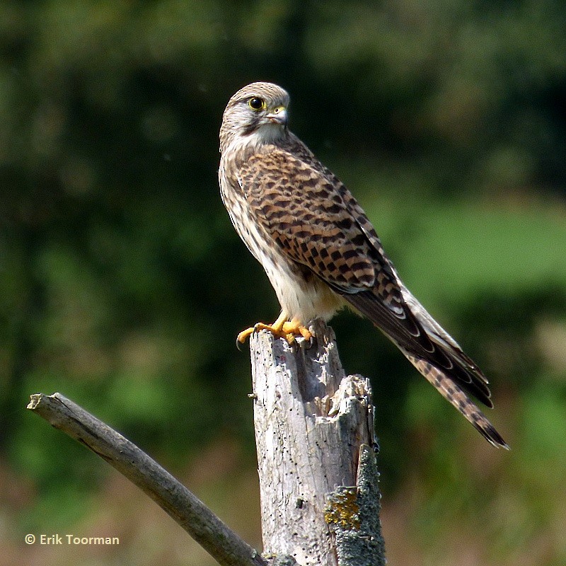 Eurasian Kestrel (Eurasian) - ML204628071