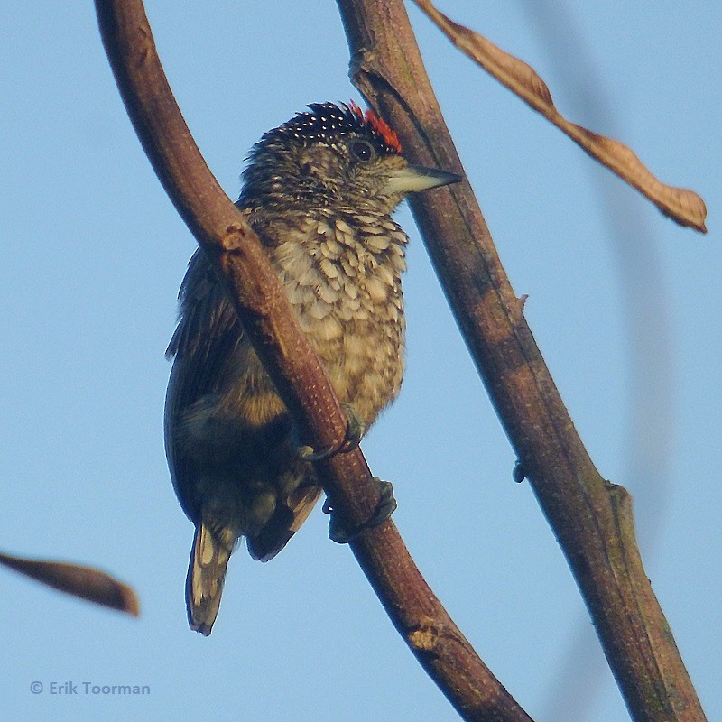 Arrowhead Piculet - ML204628091