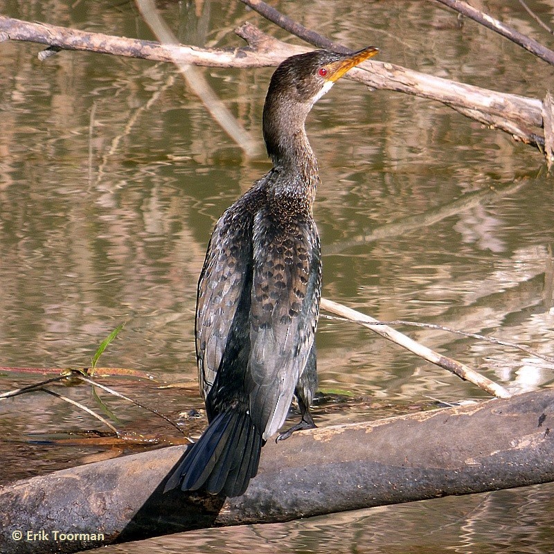 Reed Cormorant - ML204628101