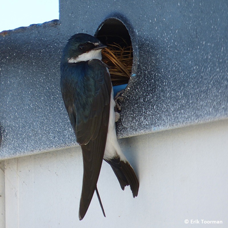 White-rumped Swallow - Erik Toorman