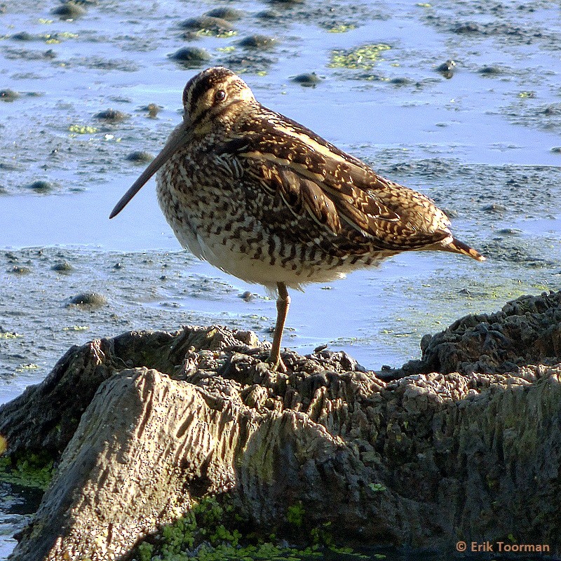 Common Snipe - ML204628151