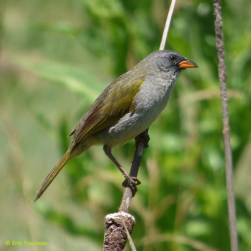 ソウゲンノジコ（platensis） - ML204628161