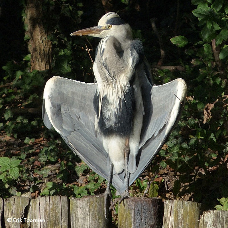 Gray Heron (Gray) - Erik Toorman