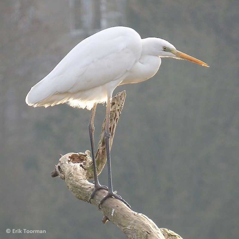 Great Egret (alba) - ML204628181