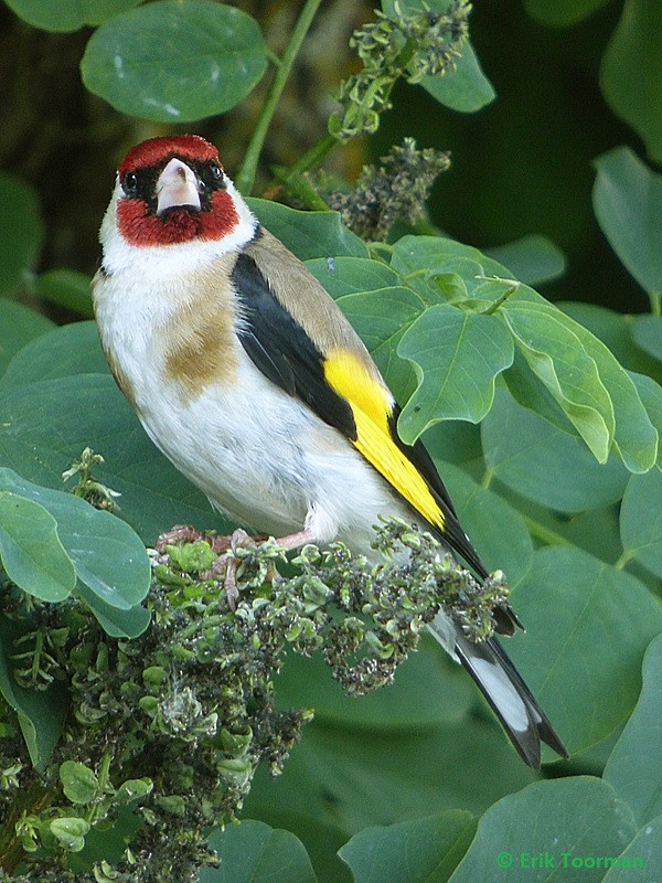 ゴシキヒワ（carduelis グループ） - ML204628211