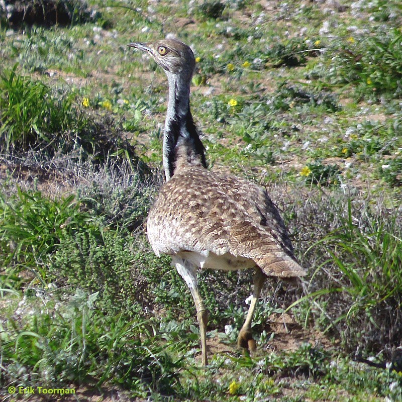 African Houbara (Canary Is.) - ML204628231
