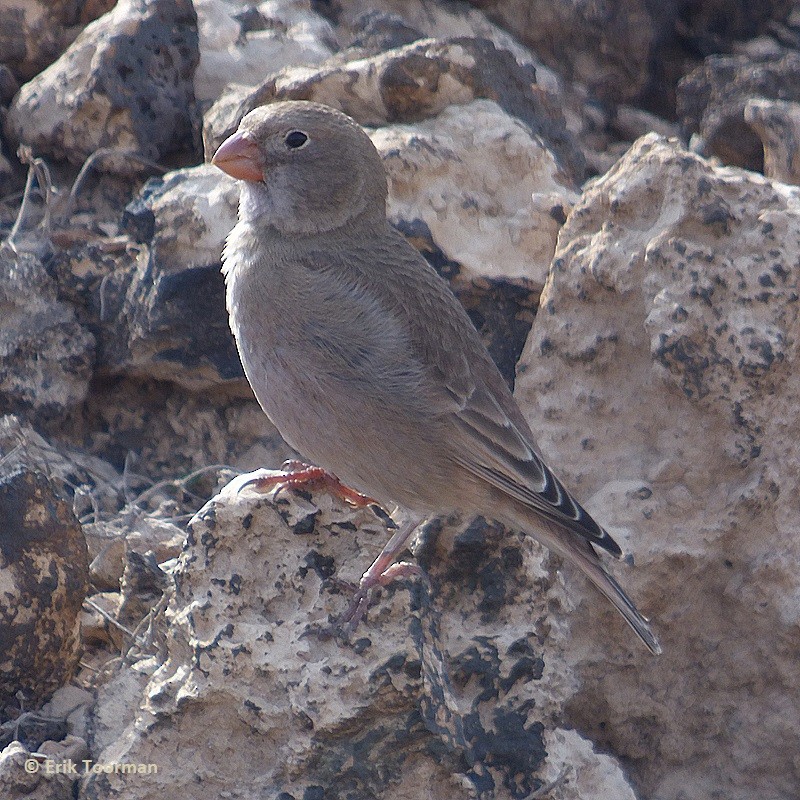 Trumpeter Finch - ML204628251