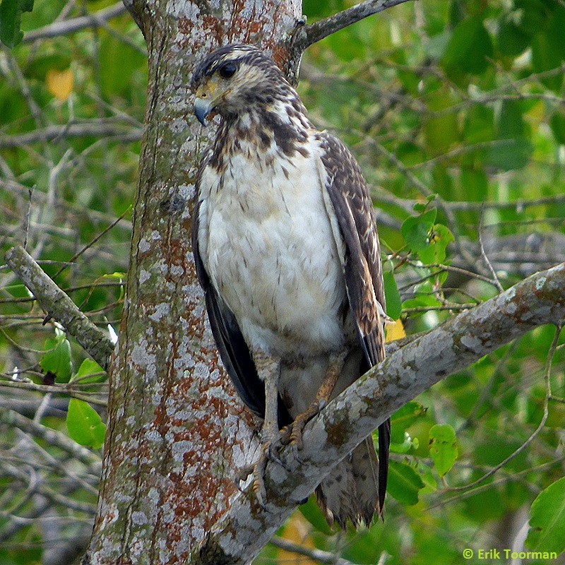Rufous Crab Hawk - ML204628261