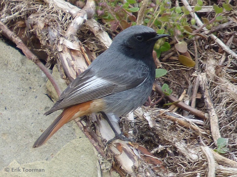 Black Redstart (Western) - ML204628281