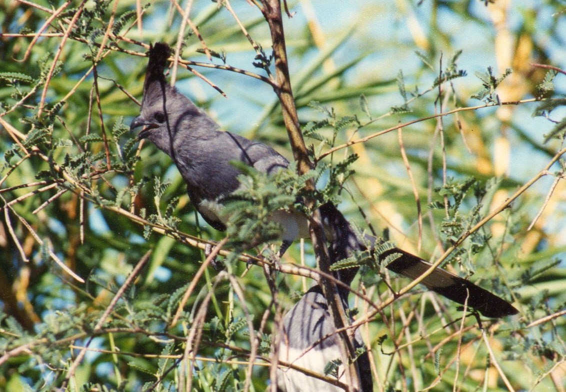 White-bellied Go-away-bird - chris johnson