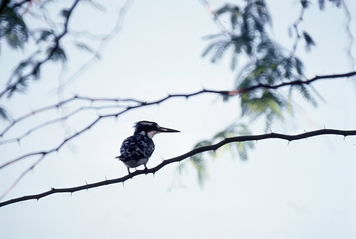 Pied Kingfisher - chris johnson