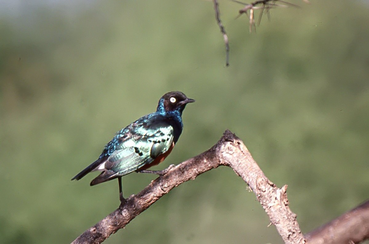 Superb Starling - chris johnson