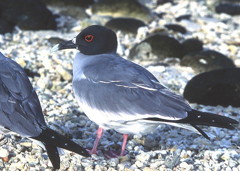 Swallow-tailed Gull - ML204628631