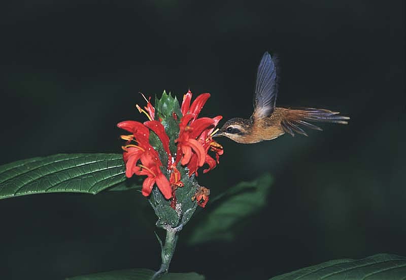 Rotschattenkolibri - ML204628851