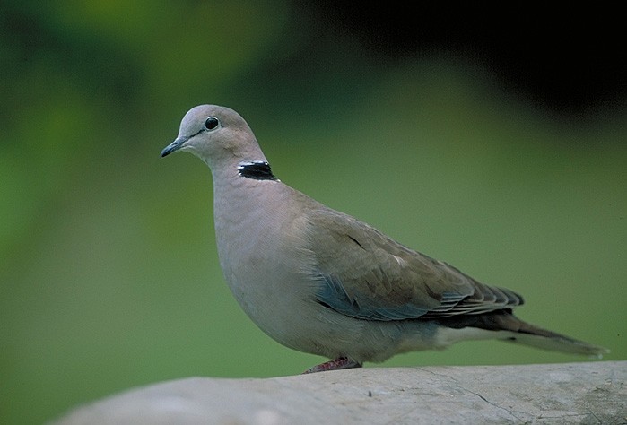 Ring-necked Dove - ML204628891