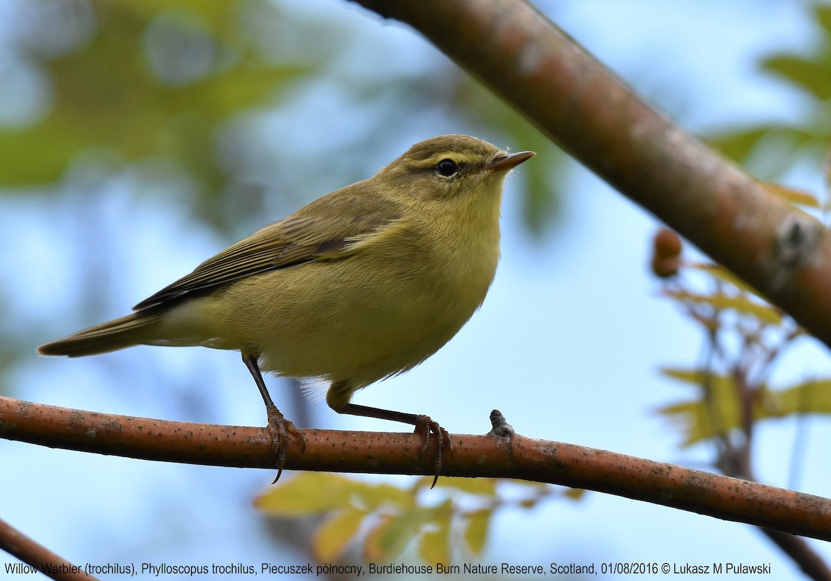 Willow Warbler - Lukasz Pulawski