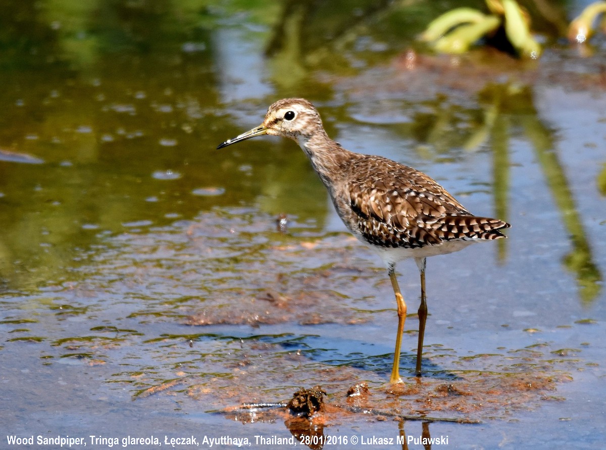 Wood Sandpiper - Lukasz Pulawski