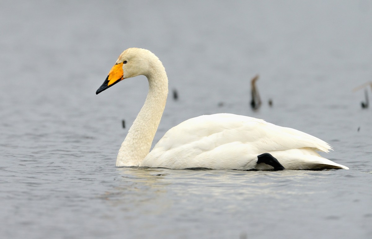 Whooper Swan - Pavel Štěpánek