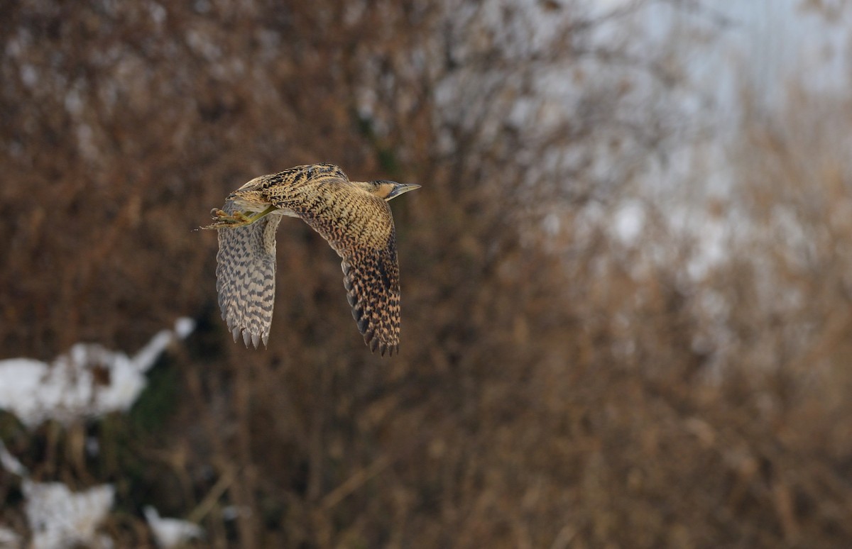 Eurasian Bittern - Pavel Štěpánek