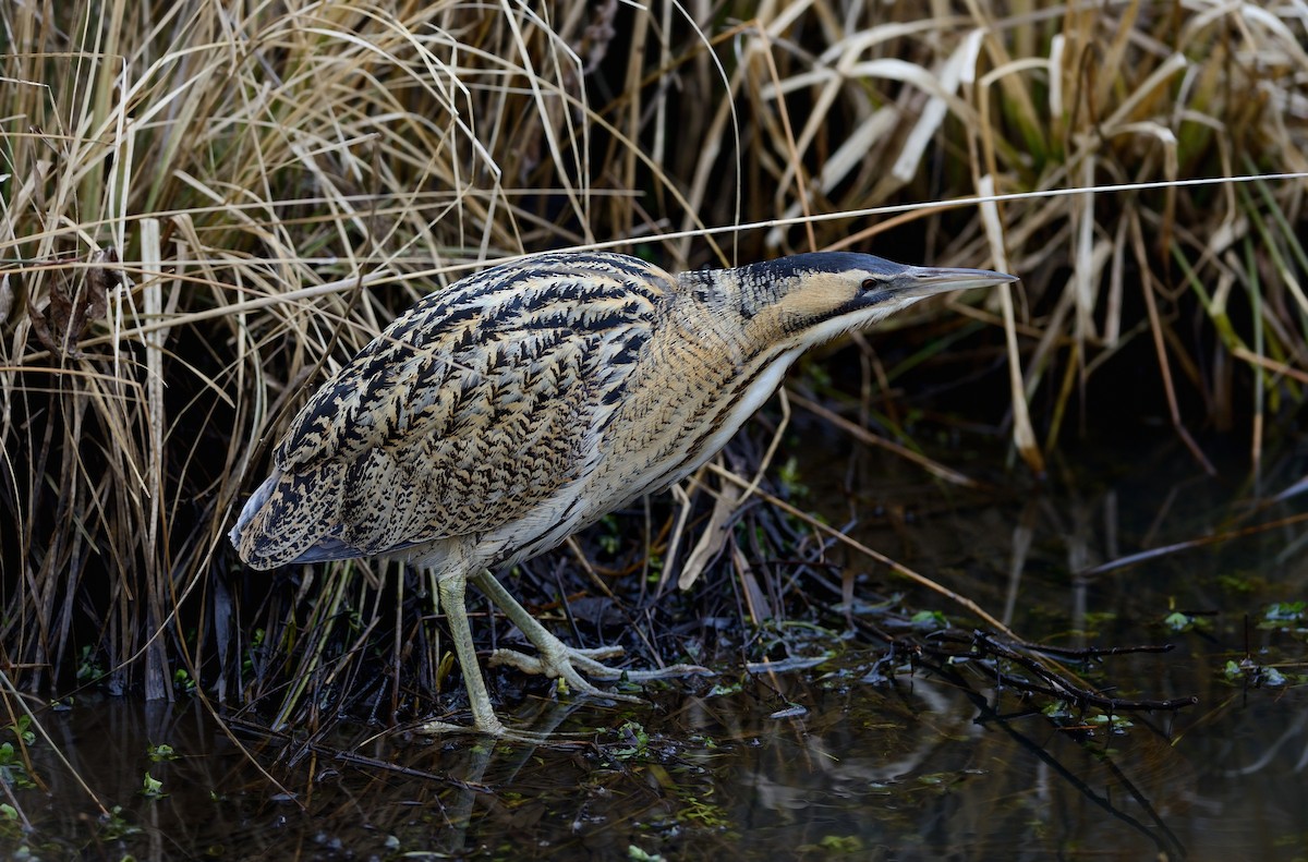 Great Bittern - Pavel Štěpánek