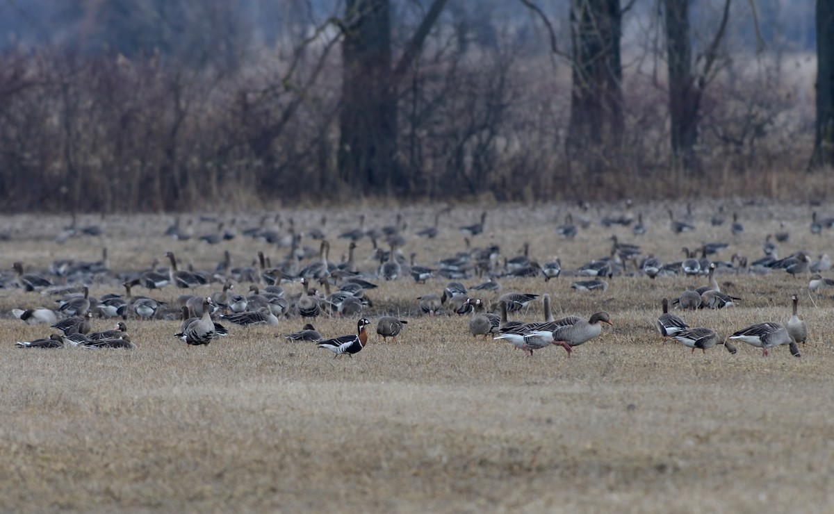 Branta lepagorria - ML204629951