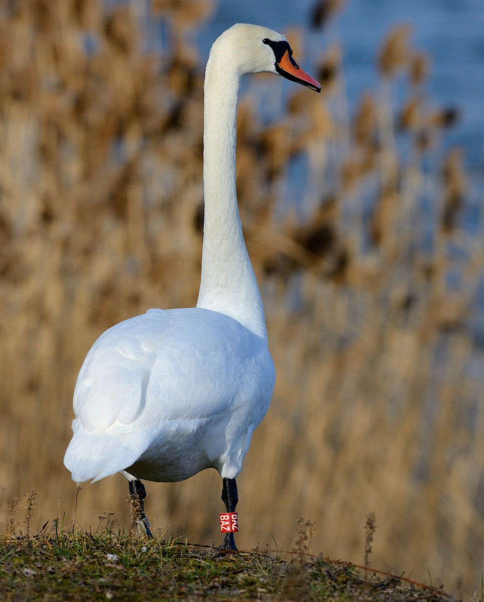 Mute Swan - ML204630001