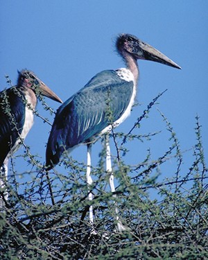 Marabou Stork - ML204630701