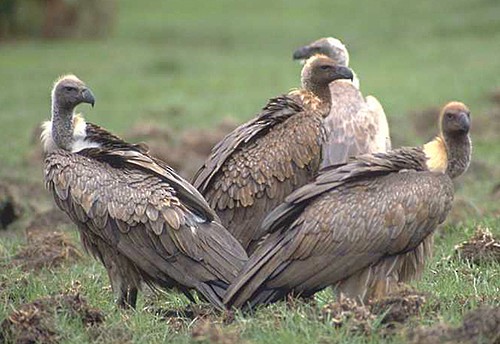 White-backed Vulture - ML204630731