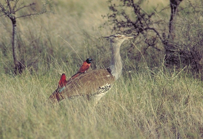 Kori Bustard - ML204630861