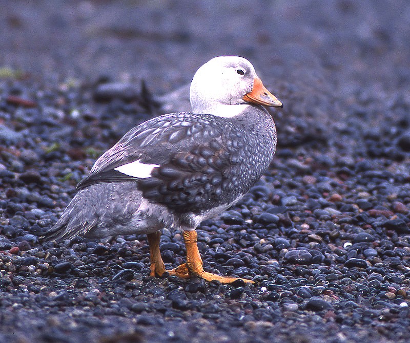 Flightless Steamer-Duck - ML204631001