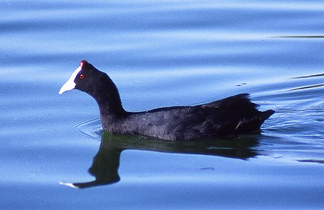 Red-knobbed Coot - ML204631161
