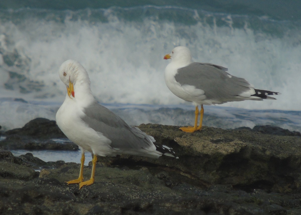 Yellow-legged Gull (atlantis) - Lukasz Pulawski