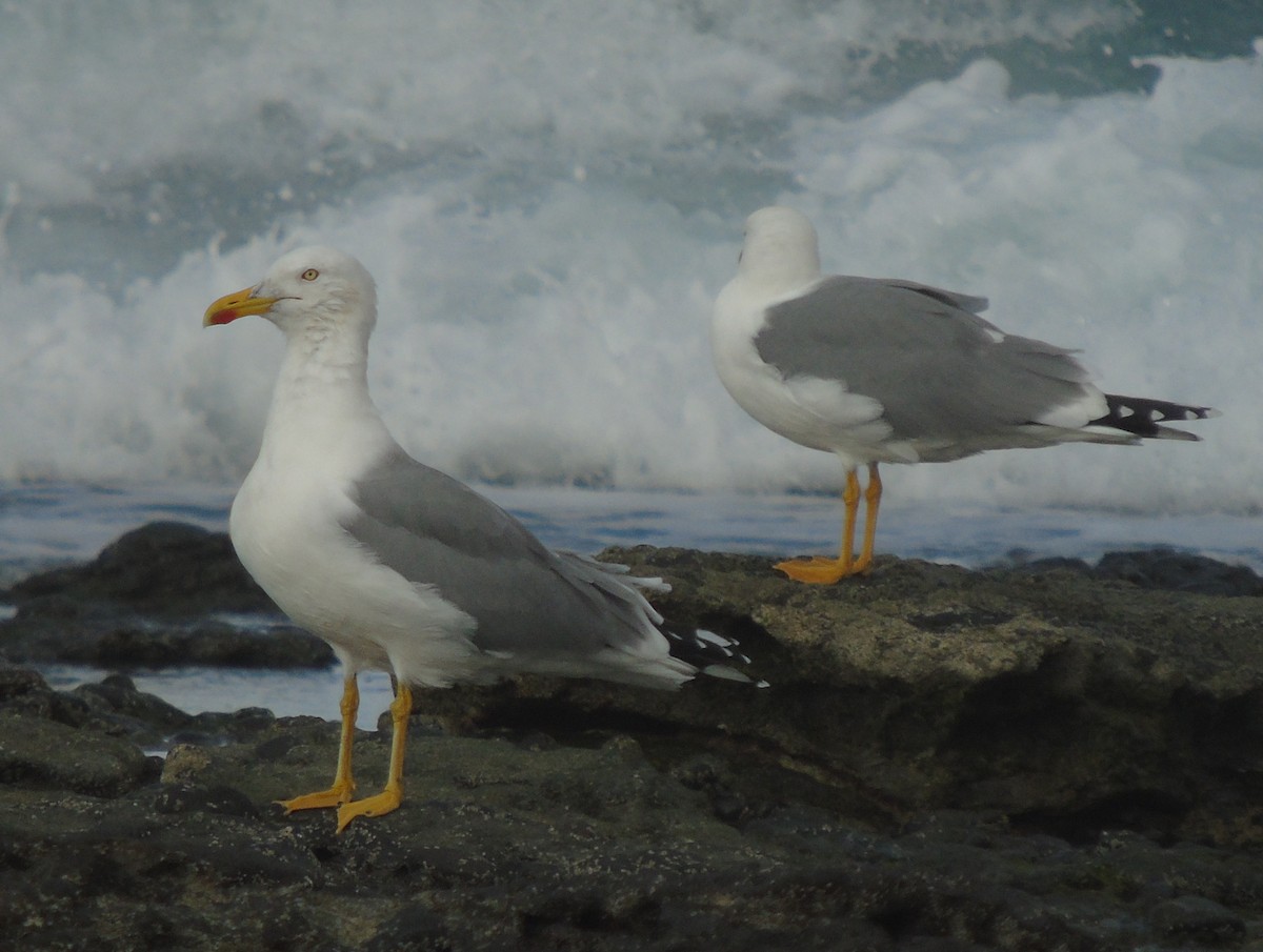 Yellow-legged Gull (atlantis) - Lukasz Pulawski