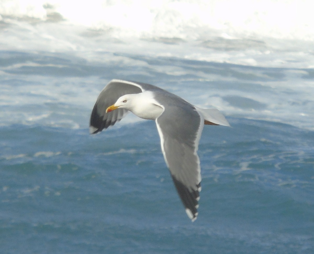 Yellow-legged Gull (atlantis) - Lukasz Pulawski