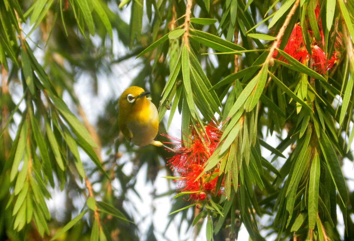 Swinhoe's White-eye - ML20463241