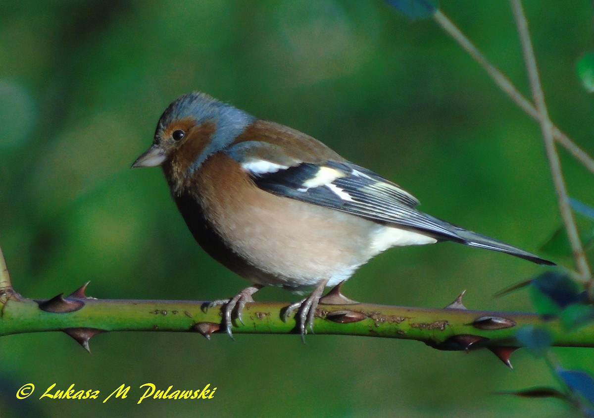 Common Chaffinch - Lukasz Pulawski