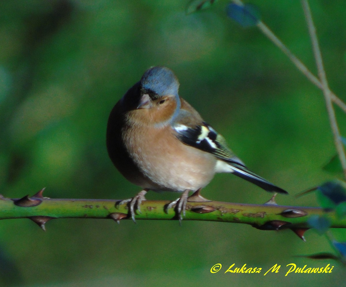 Common Chaffinch - ML204633901