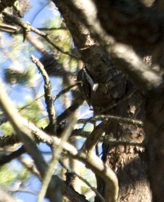 Brown Creeper - ML20463471