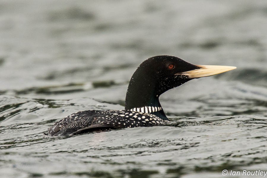 Yellow-billed Loon - ML20463501