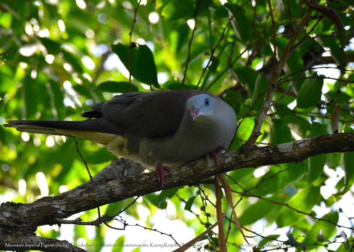 Mountain Imperial-Pigeon - ML204635261