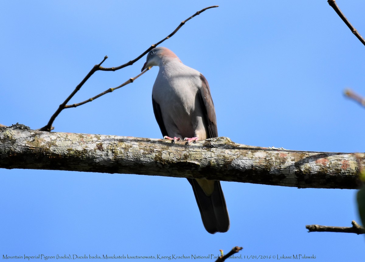 Mountain Imperial-Pigeon - ML204635271