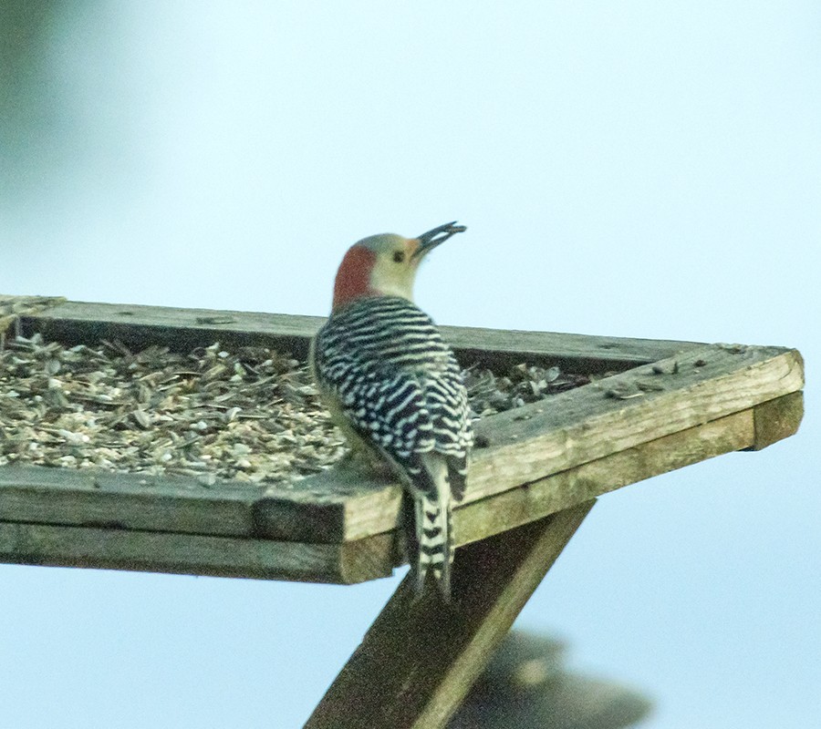 Red-bellied Woodpecker - ML20463801