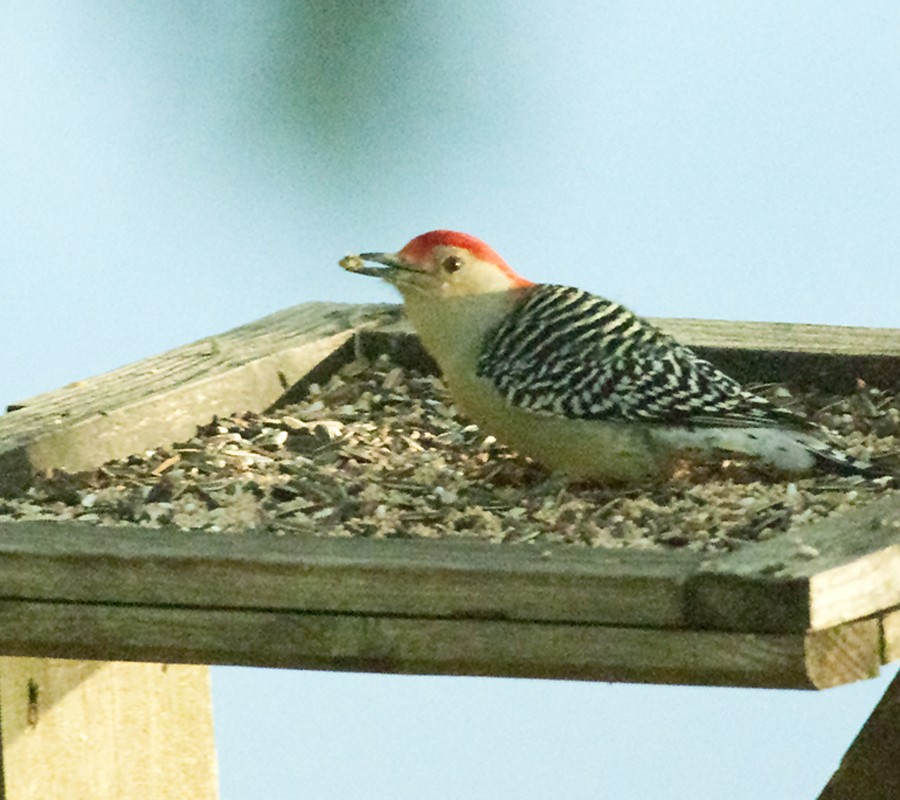 Red-bellied Woodpecker - ML20463811