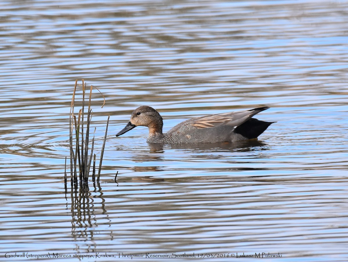 Gadwall (Common) - ML204638951