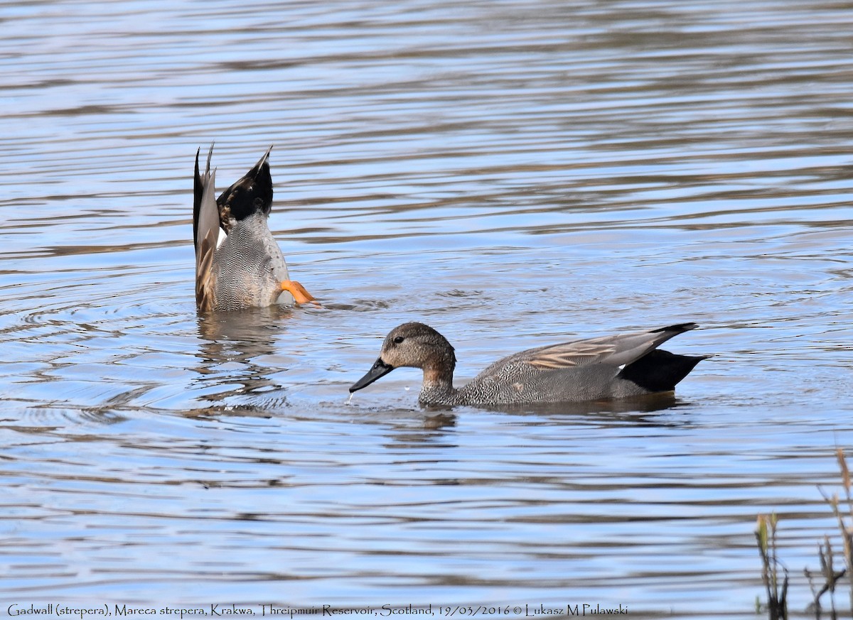 Gadwall (Common) - ML204638961