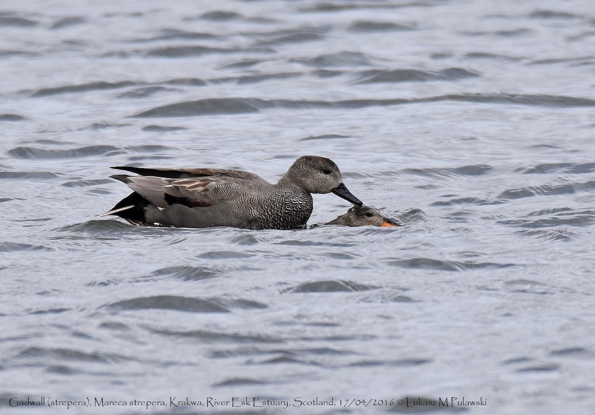 Gadwall (Common) - ML204638971