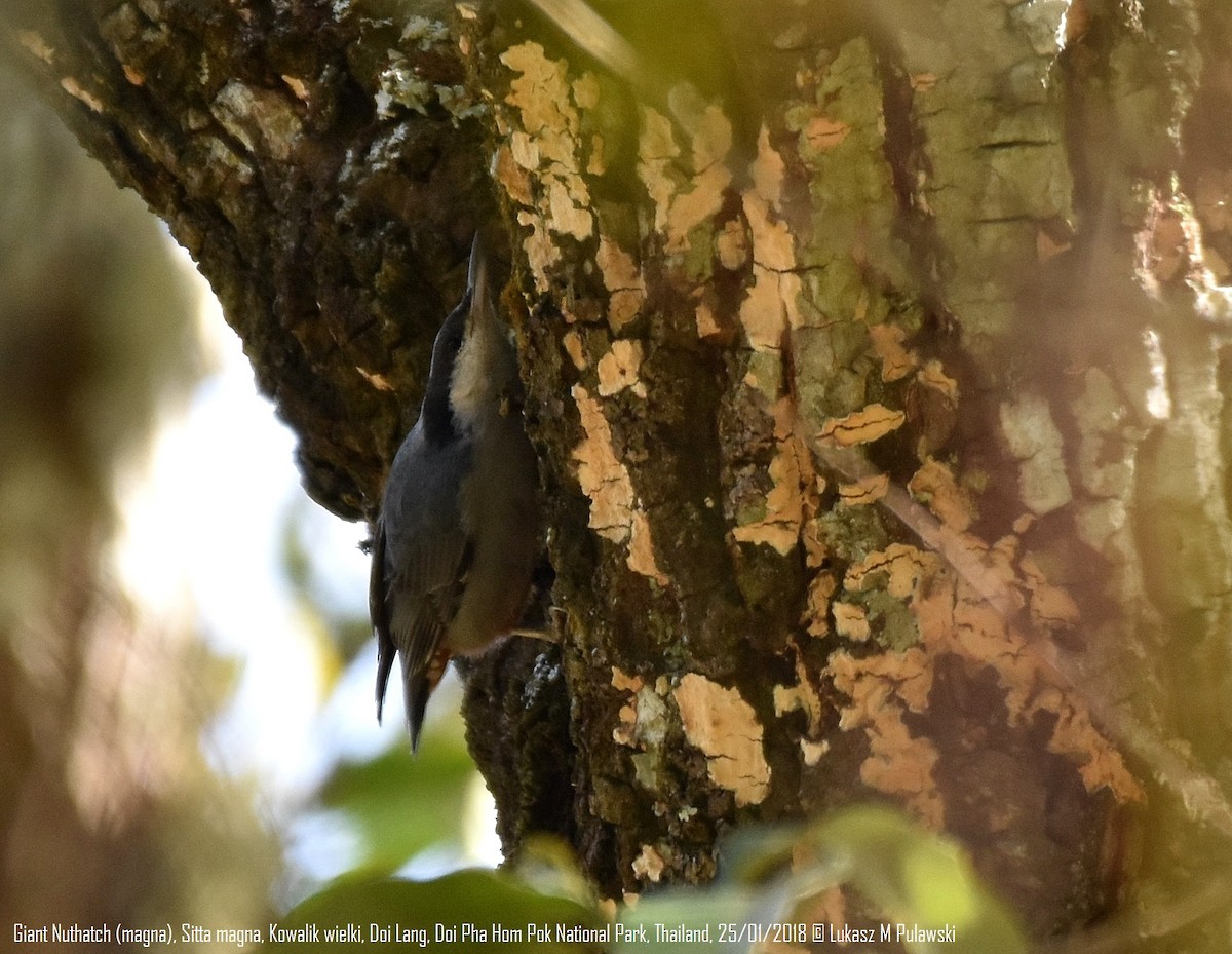 Giant Nuthatch - Lukasz Pulawski