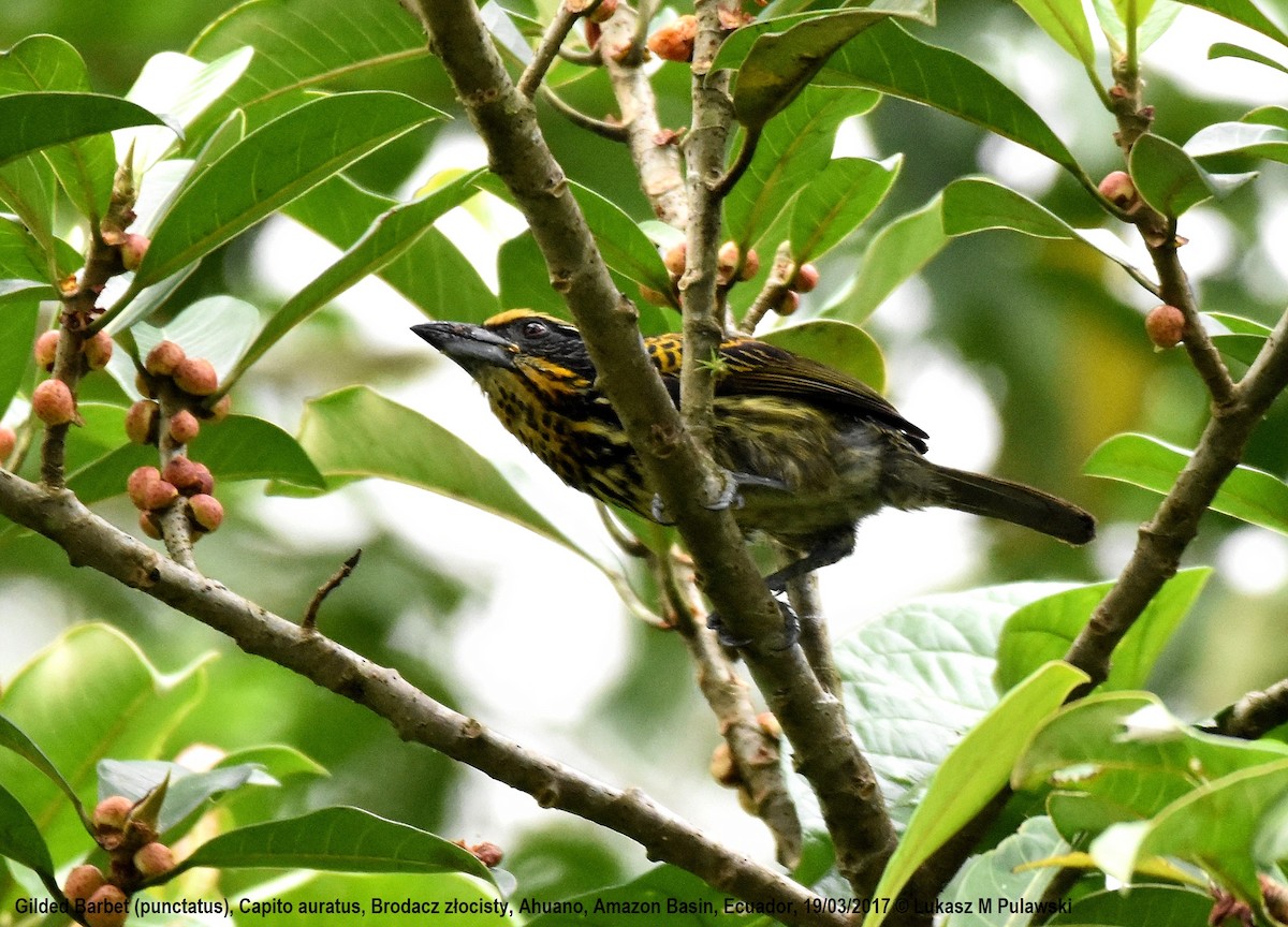 Gilded Barbet - Lukasz Pulawski