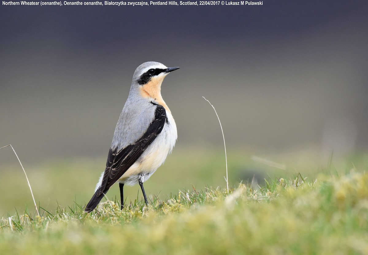 Northern Wheatear (Eurasian) - Lukasz Pulawski