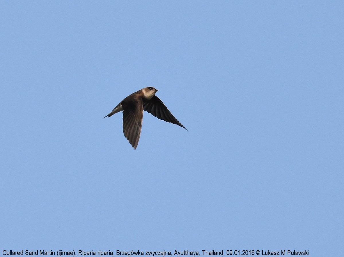 Bank Swallow - ML204640381